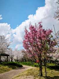 大阪賞櫻-萬博紀念公園，來張太陽之塔與櫻花同框合照！