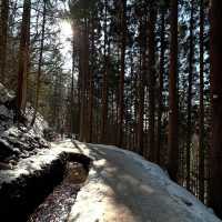 ❄️🐒 **Jigokudani Snow Monkey Park: A Winter Wonderland in Japan** 🐒❄️