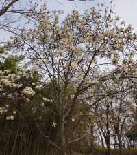 木槿花公園/舍廊房