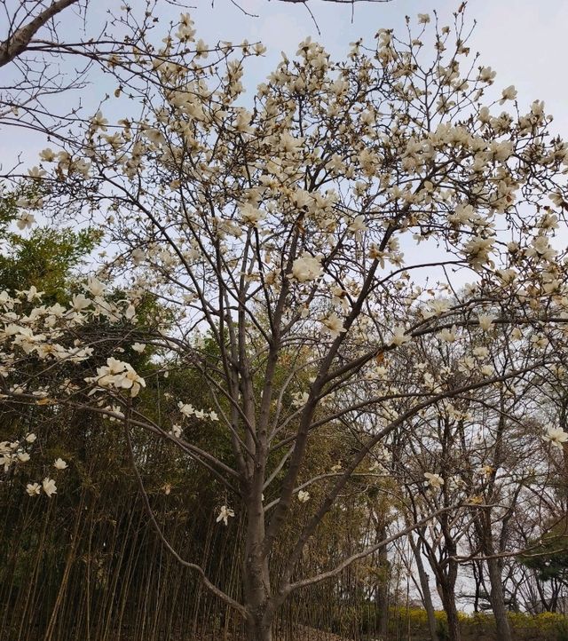 木槿花公園/舍廊房