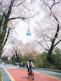 Chasing Cherry Blossoms in Korea this April — My Smartest Decision Yet!