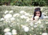 ทุ่งดอกเก๊กฮวย 🌼 อ.สะเมิง จ.เชียงใหม่