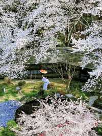 A Cherry Blossom Adventure in Kyoto – 13 Secret Sakura Spots Discovered on a 30,000-Step Day