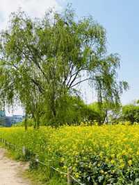 Palhyeon Ecological Park: A Springtime Yellow Flower Haven