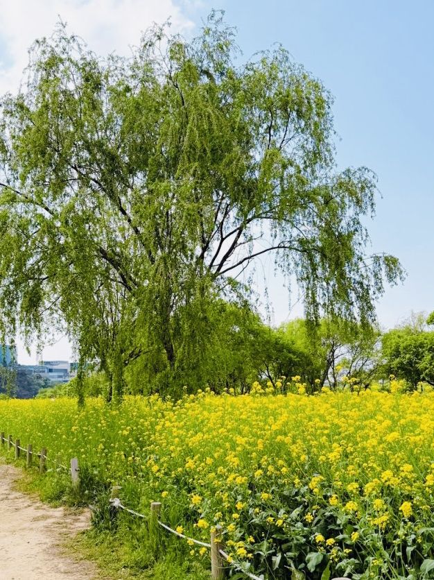 Palhyeon Ecological Park: A Springtime Yellow Flower Haven