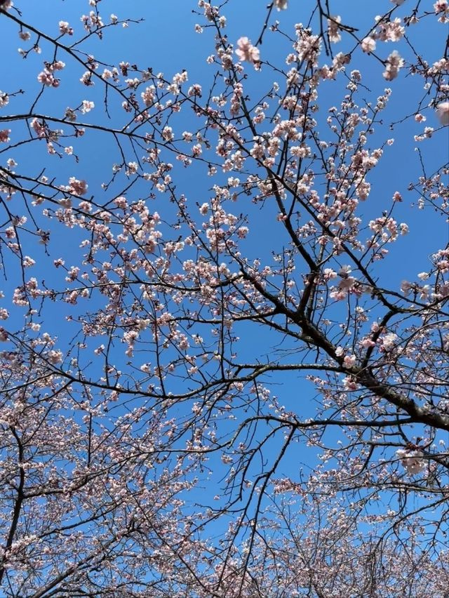 Kitaasaba Sakura Tsutsumi Park – Saitama’s Hidden Riverside Hanami Spot