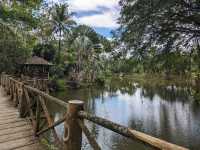 Sepilok Adventures: Where Orangutans Stole My Heart (And Almost My Lunch!)"** 🌿🐒  