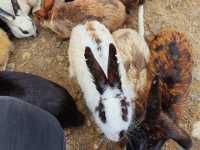 Arnab Village Ranau: A Fluffy, Hopping Good Time! 🐰💕