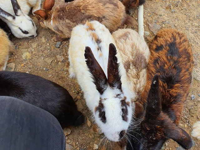 Arnab Village Ranau: A Fluffy, Hopping Good Time! 🐰💕