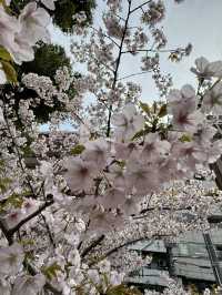 大阪｜大阪天滿橋中大江公園的櫻花