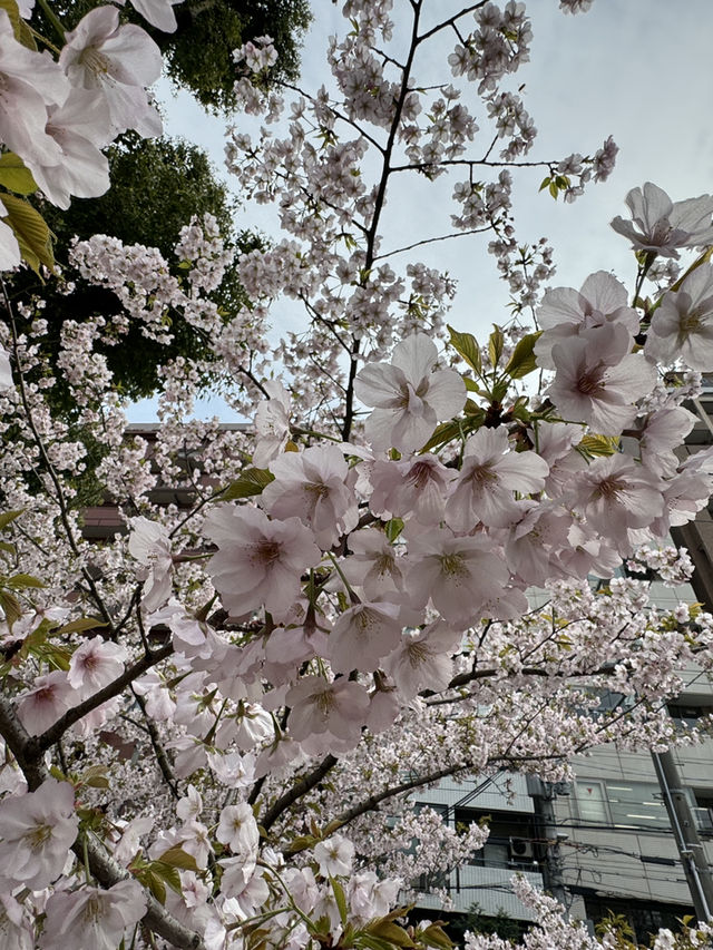 大阪｜大阪天滿橋中大江公園的櫻花