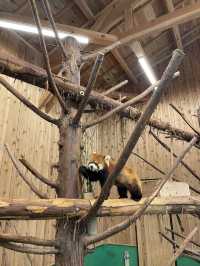 東京伊豆仙人掌動物公園🦦🍊水豚泡柚子溫泉超治癒！