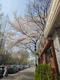 お店の中に桜がある!?桜を見ながらくつろげるカフェ🌸