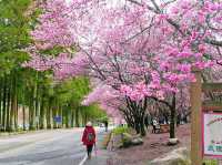 Wuling Farm Cherry Blossoms: Taiwan’s Most Breathtaking Floral Wonderland