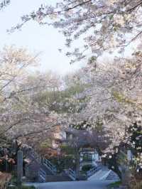 Tenjo-ji Temple Sakura | Kyoto's Hidden Weeping Cherry Gem