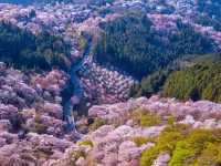 🌸 Sakura Overload: My Epic (and Slightly Chaotic) Day Trip to Mt. Yoshino! 🏔️