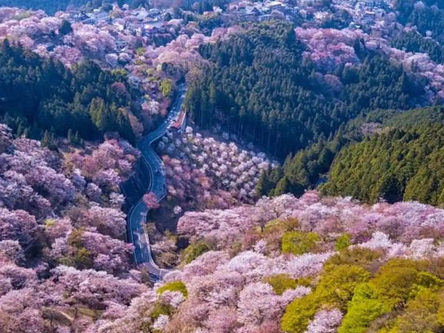 🌸 Sakura Overload: My Epic (and Slightly Chaotic) Day Trip to Mt. Yoshino! 🏔️