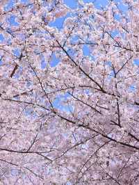 🌸 平壩櫻花海：藏在貴州安順的春日秘境