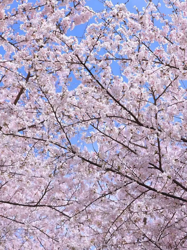 🌸 平壩櫻花海：藏在貴州安順的春日秘境