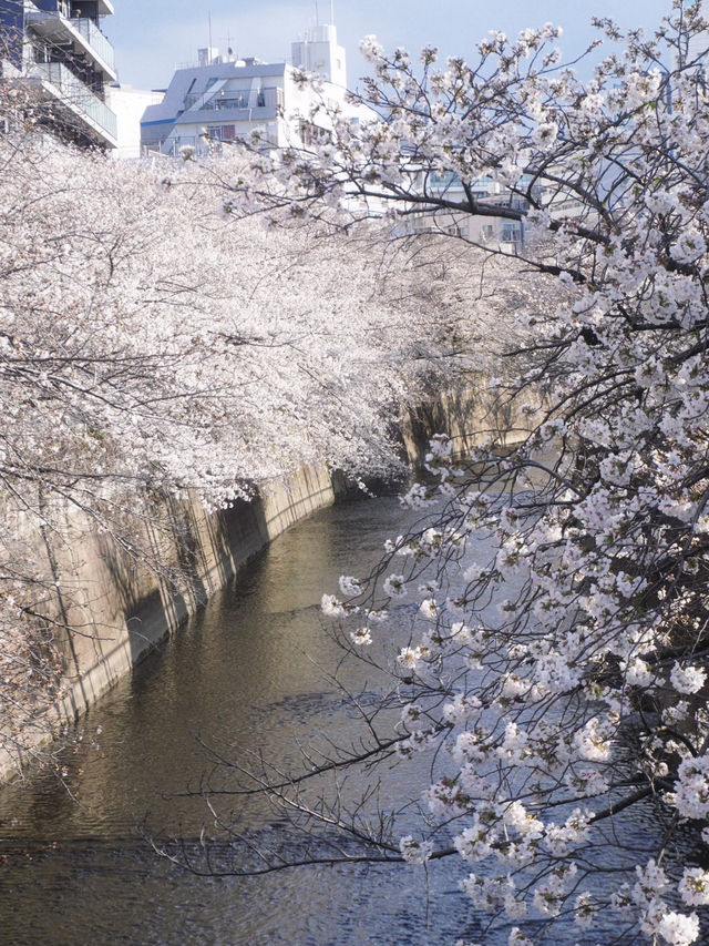 🌸 Spring Sakura Stroll: A Cherry Blossom Journey from Tokyo to Kawagoe 🌞
