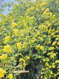Discovering Rosa Banksiae Magic at "Rising Bloom"