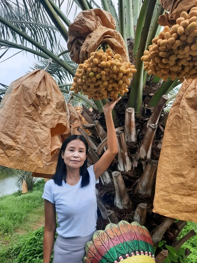 สวนทุ่งทองคำ (สวนอินทผาลัม) 