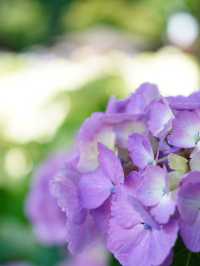 【埼玉】菖蒲と紫陽花が見られる穴場スポット