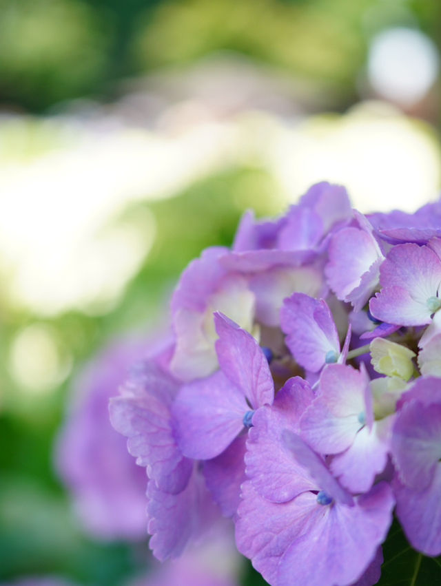 【埼玉】菖蒲と紫陽花が見られる穴場スポット