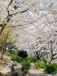 A Pink Embrace Above the at Subong Neighborhood Park