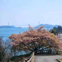 今治市の春の絶景を楽しもう
