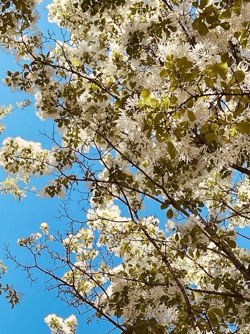 Discovering Wildflower Beauty at Deul's Park