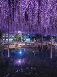 え？これ無料で見れるん？死ぬ前に絶対に見ておきたい藤棚の絶景✨
