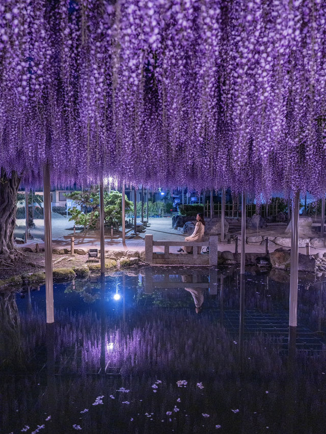 え？これ無料で見れるん？死ぬ前に絶対に見ておきたい藤棚の絶景✨