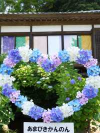 【栃木】紫陽花と孔雀、池に浮かぶ紫陽花 ライトアップも・・