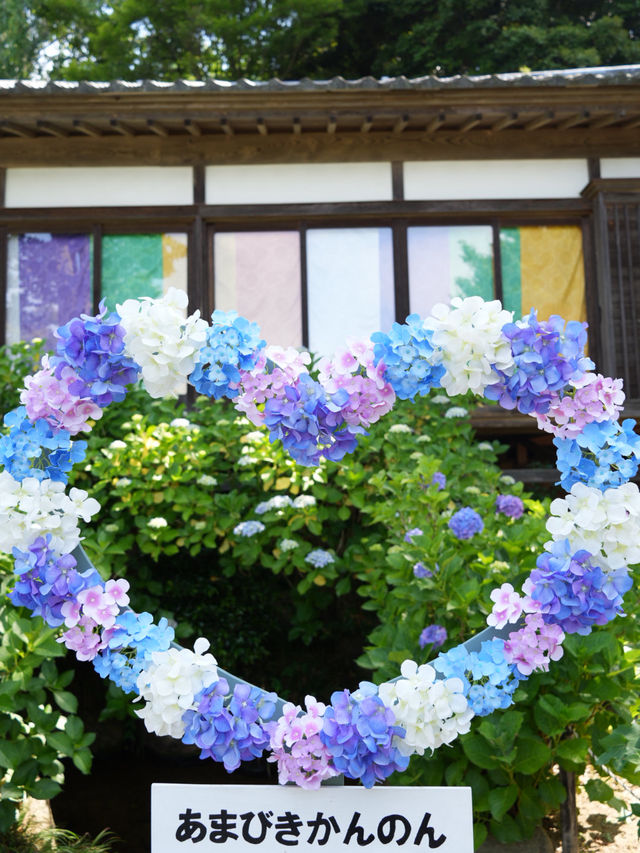 【栃木】紫陽花と孔雀、池に浮かぶ紫陽花 ライトアップも・・