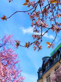Zurich’s Cherry Blossom Street: Bertastrasse in Full Bloom