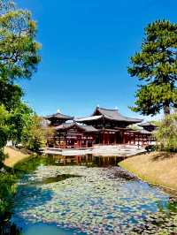 🌿✨ A Thousand Years of Serenity Between Fresh Green and Wisteria: Byodo-in Phoenix Hall, Uji 🌸🏛️