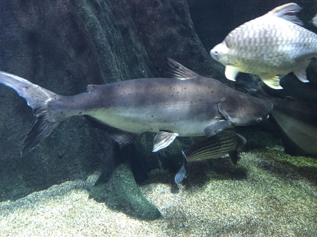 世界淡水魚水族館アクア•トト　ぎふ　これを見て！