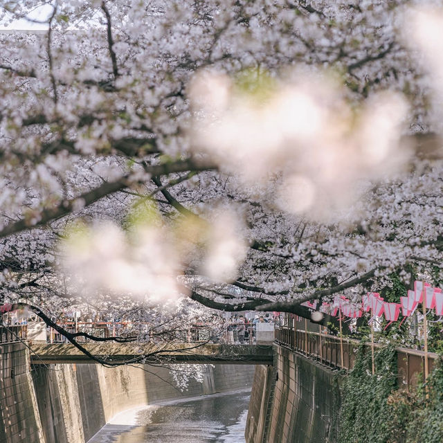 일본을 대표하는 벚꽃명소 나카메구로 