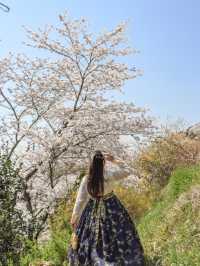 釜山隨處可見的櫻花