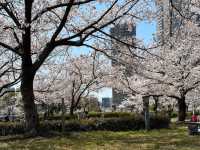 大阪賞櫻-毛馬櫻之宮公園，JR一出站就是浪漫的櫻花海