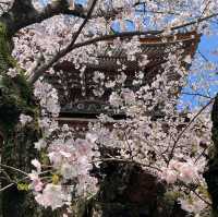Serenity and Blossoms at Hompō-ji Temple