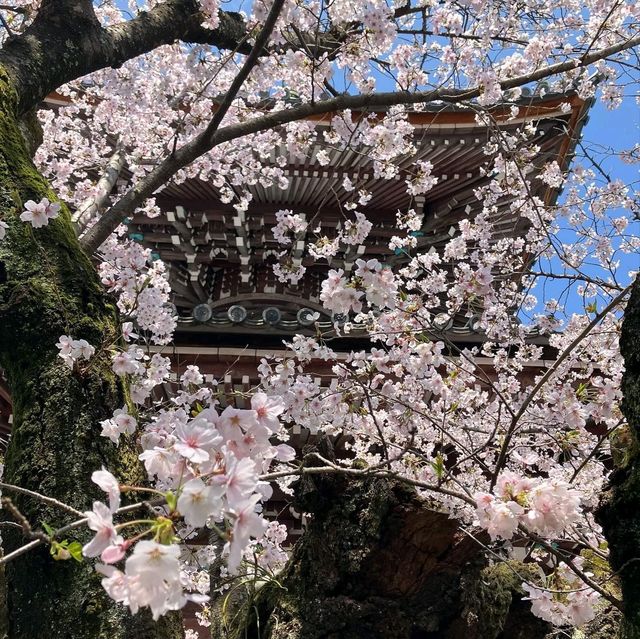 Serenity and Blossoms at Hompō-ji Temple