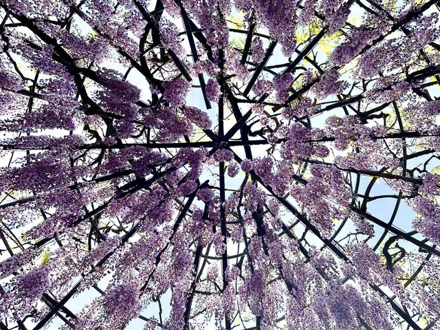 夢幻的紫藤花園