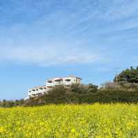 My Visit to Sanbangsan's Canola Fields