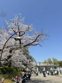 櫻花季in上野公園