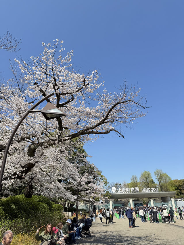 櫻花季in上野公園