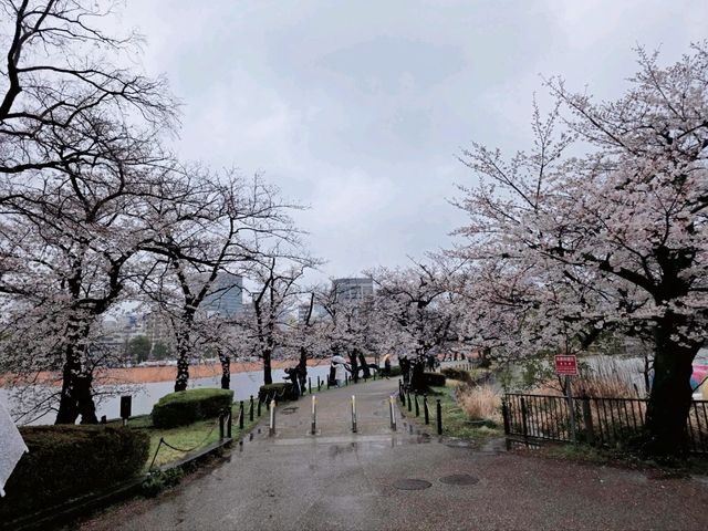 Vibrant Seasons and Culture at Ueno Park