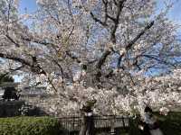 大阪城公園-天守閣