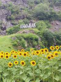 ไปถ่ายรูปเล่นกันมั้ย? ทุ่งทานตะวันเขาเจียกกำลังบาน